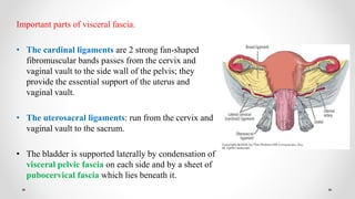Anatomy and embryology of female reproductive system