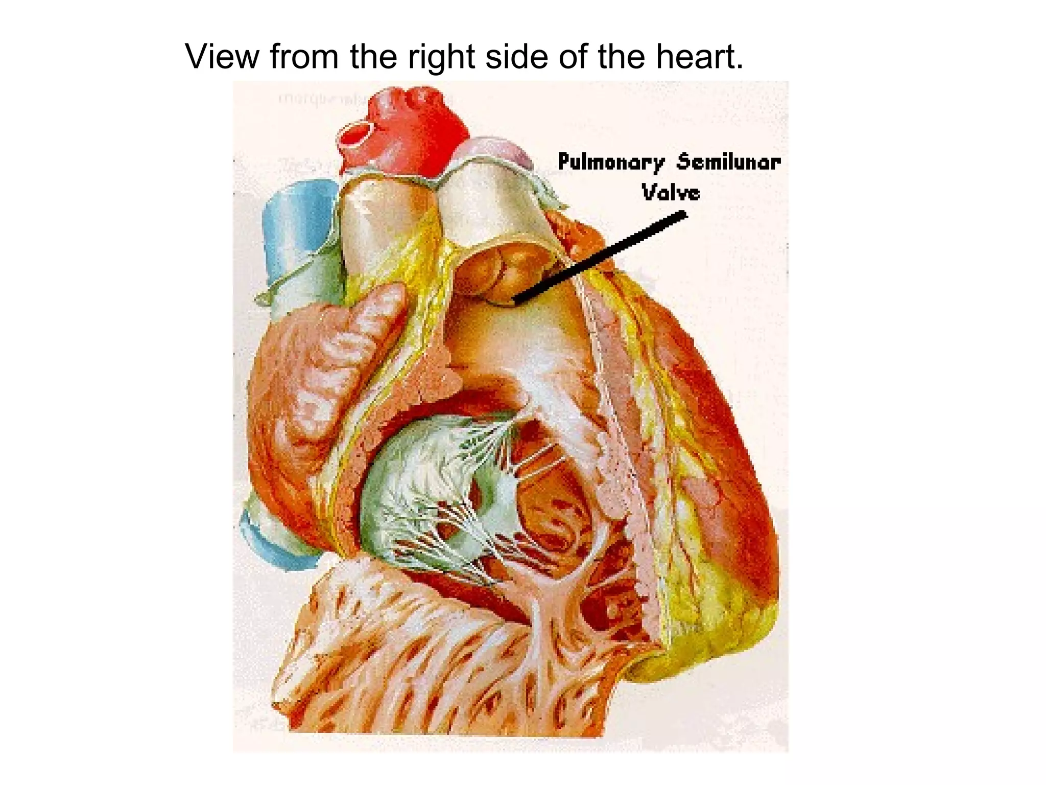 Anatomy and embryology of heart | PPT