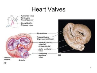 Anatomy and embryology of heart | PPT