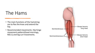 Hamstring Muscle Movement Anatomy and function of the superficial muscles.pptx