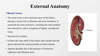 Anatomy and Functions of the Kidney.pptx