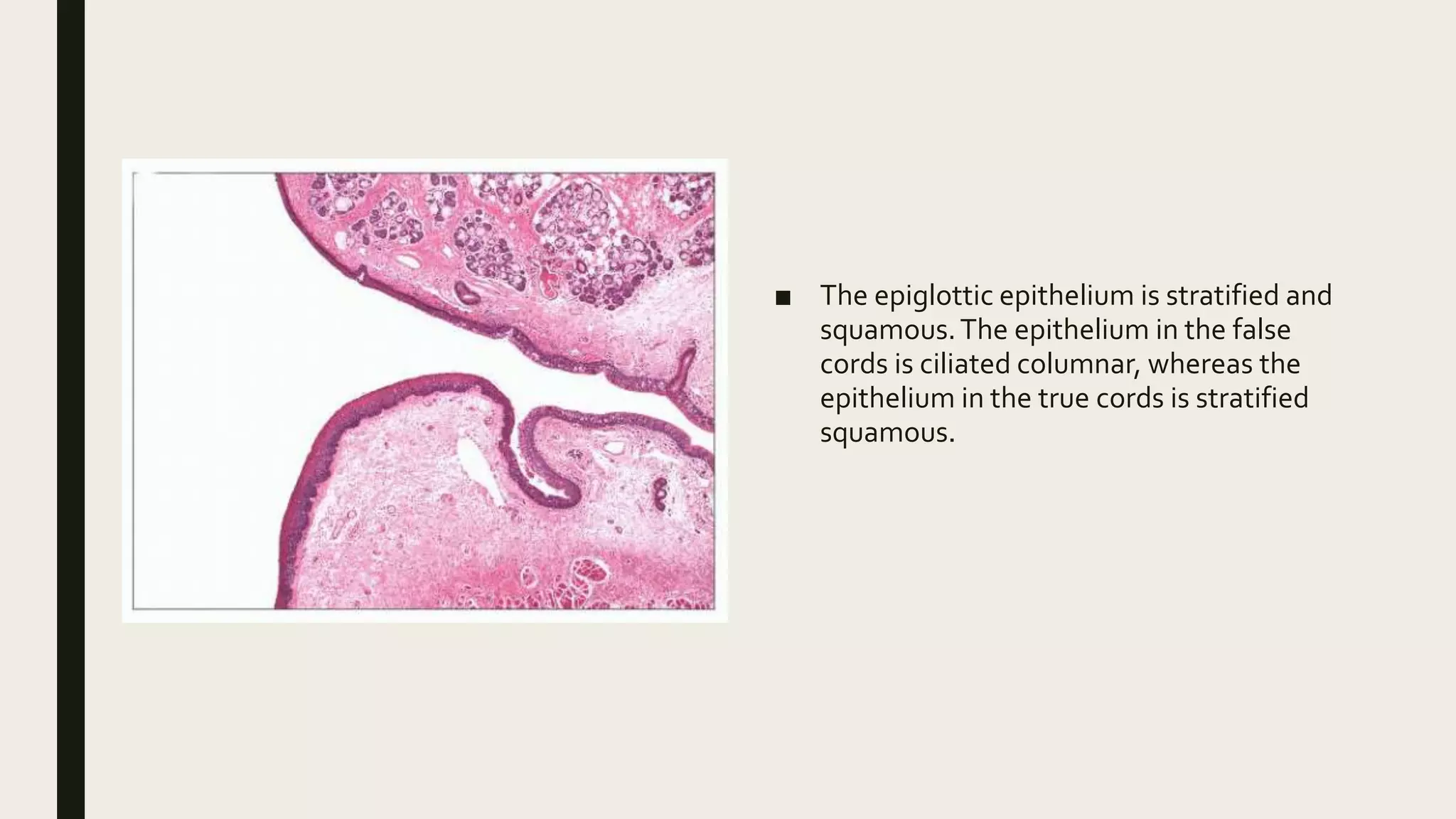 Anatomy and histology of head and neck | PPTX
