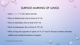 ANATOMY AND HISTOLOGY OF LUNG IN DETAIL FOR PG | PPTX