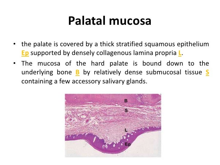 Anatomy and histology of palate