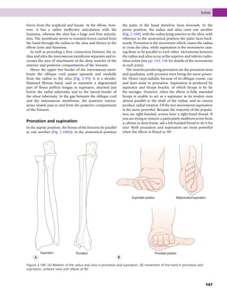 forces from the scaphoid and lunate. At the elbow, how-
ever, it has a rather ineffective articulation with the
humerus, whereas the ulna has a large and firm articula-
tion. The membrane serves to transmit forces carried from
the hand through the radius to the ulna and thence to the
elbow joint and humerus.
As well as providing a firm connection between the ra-
dius and ulna the interosseous membrane separates and in-
creases the area of attachment of the deep muscles of the
anterior and posterior compartments of the forearm.
Above the upper free border of the interosseous mem-
brane the oblique cord passes upwards and medially
from the radius to the ulna (Fig. 2.99). It is a slender,
flattened fibrous band, said to represent a degenerated
part of flexor pollicis longus or supinator, attached just
below the radial tuberosity and to the lateral border of
the ulnar tuberosity. In the gap between the oblique cord
and the interosseous membrane, the posterior interos-
seous vessels pass to and from the posterior compartment
of the forearm.
Pronation and supination
In the supine position, the bones of the forearm lie parallel
to one another (Fig. 2.100A); in the anatomical position
the palm of the hand therefore faces forwards. In the
prone position, the radius and ulna cross one another
(Fig. 2.100), with the radius lying anterior to the ulna; with
reference to the anatomical position the palm faces back-
wards. Pronation is the movement which causes the radius
to cross the ulna, while supination is the movement caus-
ing them to lie parallel to each other. Movements between
the radius and ulna occur at the superior and inferior radio-
ulnar joints (see pp. 143, 146 for details of the movements
at each joint).
The muscles producing pronation are the pronators teres
and quadratus, with pronator teres being the more power-
ful. Flexor carpi radialis, because of its oblique course, can
and does assist in pronation. Supination is produced by
supinator and biceps brachii, of which biceps is by far
the stronger. However, when the elbow is fully extended
biceps is unable to act as a supinator as its tendon runs
almost parallel to the shaft of the radius, and so cannot
produce radial rotation. Of the two movements supination
is the more powerful. Because the majority of the popula-
tion are right-handed, screws have a right-hand thread. If
you are trying to remove a particularly stubborn screw from
a cabinet or door frame, ask a left-handed friend to do it for
you! Both pronation and supination are most powerful
when the elbow is flexed to 90
.
Supination Pronation
Supinated position Midpronation/supination
Pronated position
A B
Figure 2.100 (A) Relation of the radius and ulna in pronation and supination, (B) movement of the hand in pronation and
supination, anterior view with elbow at 90
.
Joints
147
 