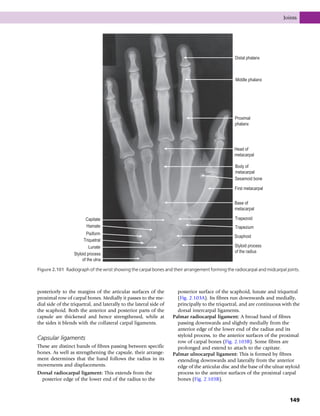 posteriorly to the margins of the articular surfaces of the
proximal row of carpal bones. Medially it passes to the me-
dial side of the triquetral, and laterally to the lateral side of
the scaphoid. Both the anterior and posterior parts of the
capsule are thickened and hence strengthened, while at
the sides it blends with the collateral carpal ligaments.
Capsular ligaments
These are distinct bands of fibres passing between specific
bones. As well as strengthening the capsule, their arrange-
ment determines that the hand follows the radius in its
movements and displacements.
Dorsal radiocarpal ligament: This extends from the
posterior edge of the lower end of the radius to the
posterior surface of the scaphoid, lunate and triquetral
(Fig. 2.103A). Its fibres run downwards and medially,
principally to the triquetral, and are continuous with the
dorsal intercarpal ligaments.
Palmar radiocarpal ligament: A broad band of fibres
passing downwards and slightly medially from the
anterior edge of the lower end of the radius and its
styloid process, to the anterior surfaces of the proximal
row of carpal bones (Fig. 2.103B). Some fibres are
prolonged and extend to attach to the capitate.
Palmar ulnocarpal ligament: This is formed by fibres
extending downwards and laterally from the anterior
edge of the articular disc and the base of the ulnar styloid
process to the anterior surfaces of the proximal carpal
bones (Fig. 2.103B).
Distal phalanx
Middle phalanx
Proximal
phalanx
Head of
metacarpal
Body of
metacarpal
Sesamoid bone
First metacarpal
Base of
metacarpal
Trapezoid
Trapezium
Scaphoid
Styloid process
of the radius
Capitate
Hamate
Pisiform
Triquetral
Lunate
Styloid process
of the ulna
Figure 2.101 Radiograph of the wrist showing the carpal bones and their arrangement forming the radiocarpal and midcarpal joints.
Joints
149
 
