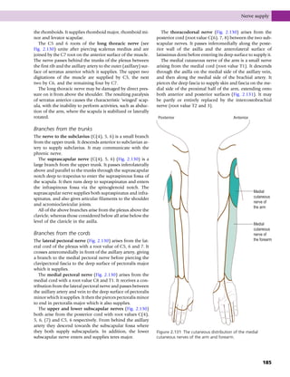 the rhomboids. It supplies rhomboid major, rhomboid mi-
nor and levator scapulae.
The C5 and 6 roots of the long thoracic nerve (see
Fig. 2.130) unite after piercing scalenus medius and are
joined by the C7 root on the anterior surface of the muscle.
The nerve passes behind the trunks of the plexus between
the first rib and the axillary artery to the outer (axillary) sur-
face of serratus anterior which it supplies. The upper two
digitations of the muscle are supplied by C5, the next
two by C6, and the remaining four by C7.
The long thoracic nerve may be damaged by direct pres-
sure on it from above the shoulder. The resulting paralysis
of serratus anterior causes the characteristic ‘winged’ scap-
ula, with the inability to perform activities, such as abduc-
tion of the arm, where the scapula is stabilized or laterally
rotated.
Branches from the trunks
The nerve to the subclavius (C(4), 5, 6) is a small branch
from the upper trunk. It descends anterior to subclavian ar-
tery to supply subclavius. It may communicate with the
phrenic nerve.
The suprascapular nerve (C(4), 5, 6) (Fig. 2.130) is a
large branch from the upper trunk. It passes inferolaterally
above and parallel to the trunks through the suprascapular
notch deep to trapezius to enter the supraspinous fossa of
the scapula. It then runs deep to supraspinatus and enters
the infraspinous fossa via the spinoglenoid notch. The
suprascapular nerve supplies both supraspinatus and infra-
spinatus, and also gives articular filaments to the shoulder
and acromioclavicular joints.
All of the above branches arise from the plexus above the
clavicle, whereas those considered below all arise below the
level of the clavicle in the axilla.
Branches from the cords
The lateral pectoral nerve (Fig. 2.130) arises from the lat-
eral cord of the plexus with a root value of C5, 6 and 7. It
crosses anteromedially in front of the axillary artery, giving
a branch to the medial pectoral nerve before piercing the
clavipectoral fascia to the deep surface of pectoralis major
which it supplies.
The medial pectoral nerve (Fig. 2.130) arises from the
medial cord with a root value C8 and T1. It receives a con-
tribution from the lateral pectoral nerve and passes between
the axillary artery and vein to the deep surface of pectoralis
minor which it supplies. It then the pierces pectoralis minor
to end in pectoralis major which it also supplies.
The upper and lower subscapular nerves (Fig. 2.130)
both arise from the posterior cord with root values C(4),
5, 6, (7) and C5, 6 respectively. From behind the axillary
artery they descend towards the subscapular fossa where
they both supply subscapularis. In addition, the lower
subscapular nerve enters and supplies teres major.
The thoracodorsal nerve (Fig. 2.130) arises from the
posterior cord (root value C(6), 7, 8) between the two sub-
scapular nerves. It passes inferomedially along the poste-
rior wall of the axilla and the anterolateral surface of
latissimus dorsi before entering its deep surface to supply it.
The medial cutaneous nerve of the arm is a small nerve
arising from the medial cord (root value T1). It descends
through the axilla on the medial side of the axillary vein,
and then along the medial side of the brachial artery. It
pierces the deep fascia to supply skin and fascia on the me-
dial side of the proximal half of the arm, extending onto
both anterior and posterior surfaces (Fig. 2.131). It may
be partly or entirely replaced by the intercostobrachial
nerve (root value T2 and 3).
Posterior Anterior
Medial
cutaneous
nerve of
the arm
Medial
cutaneous
nerve of
the forearm
Figure 2.131 The cutaneous distribution of the medial
cutaneous nerves of the arm and forearm.
Nerve supply
185
 