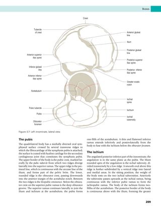 The pubis
The quadrilateral body has a medially directed oval sym-
physeal surface crossed by several transverse ridges to
which the fibrocartilage of the symphysis pubis is attached;
the surface is coated with hyaline cartilage for the secondary
cartilaginous joint that constitutes the symphysis pubis.
The upper border of the body is the pubic crest, marked lat-
erally by the pubic tubercle from which two ridges diverge
laterally into the superior ramus. The upper ridge is the pec-
tineal line, which is continuous with the arcuate line of the
ilium, and forms part of the pelvic brim. The lower,
rounded ridge is the obturator crest, passing downwards
into the anterior margin of the acetabular notch. Between
the two ridges is the iliopubic eminence. Below the obtura-
tor crest on the superior pubic ramus is the deep obturator
groove. The superior ramus continues laterally to join the
ilium and ischium at the acetabulum; the pubis forms
one-fifth of the acetabulum. A thin and flattened inferior
ramus extends inferiorly and posterolaterally from the
body to fuse with the ischium below the obturator foramen.
The ischium
The angulated posterior inferior part of the innominate; the
angulation is in the same plane as the pubis. The blunt
rounded apex of the angulation is the ischial tuberosity, di-
vided transversely by a low ridge. A smooth oval above this
ridge is further subdivided by a vertical ridge into lateral
and medial areas. In the sitting position, the weight of
the body rests on the two ischial tuberosities. Anteriorly
the tuberosity passes upwards as the ischial ramus, being
continuous with the inferior pubic ramus to form the
ischiopubic ramus. The body of the ischium forms two-
fifths of the acetabulum. The posterior border of the body
is continuous above with the ilium, forming the greater
Posterior gluteal
line
Posterior superior
iliac spine
Posterior inferior
iliac spine
Greater sciatic
notch
Ischial
spine
Ischium
Ischial
tuberosity
Obturator
foramen
Pubis
Pubic tubercle
Acetabulum
Anterior inferior
iliac spine
Inferior gluteal
line
Anterior superior
iliac spine
Tubercle
of crest
Crest
Anterior gluteal
line
Ilium
Figure 3.7 Left innominate, lateral view.
Bones
209
 