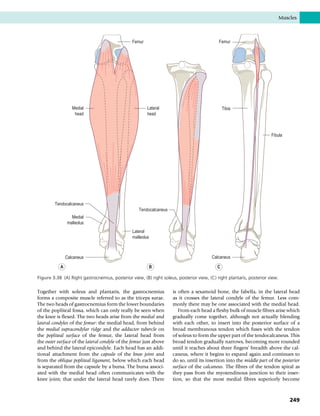 Together with soleus and plantaris, the gastrocnemius
forms a composite muscle referred to as the triceps surae.
The two heads of gastrocnemius form the lower boundaries
of the popliteal fossa, which can only really be seen when
the knee is flexed. The two heads arise from the medial and
lateral condyles of the femur: the medial head, from behind
the medial supracondylar ridge and the adductor tubercle on
the popliteal surface of the femur, the lateral head from
the outer surface of the lateral condyle of the femur just above
and behind the lateral epicondyle. Each head has an addi-
tional attachment from the capsule of the knee joint and
from the oblique popliteal ligament, below which each head
is separated from the capsule by a bursa. The bursa associ-
ated with the medial head often communicates with the
knee joint; that under the lateral head rarely does. There
is often a sesamoid bone, the fabella, in the lateral head
as it crosses the lateral condyle of the femur. Less com-
monly there may be one associated with the medial head.
From each head a fleshy bulk of muscle fibres arise which
gradually come together, although not actually blending
with each other, to insert into the posterior surface of a
broad membranous tendon which fuses with the tendon
of soleus to form the upper part of the tendocalcaneus. This
broad tendon gradually narrows, becoming more rounded
until it reaches about three fingers’ breadth above the cal-
caneus, where it begins to expand again and continues to
do so, until its insertion into the middle part of the posterior
surface of the calcaneus. The fibres of the tendon spiral as
they pass from the myotendinous junction to their inser-
tion, so that the most medial fibres superiorly become
Femur
Lateral
head
Tendocalcaneus
Lateral
malleolus
Calcaneus
Medial
malleolus
Tendocalcaneus
Medial
head
Tibia
Fibula
Femur
Calcaneus
C
A B
Figure 3.38 (A) Right gastrocnemius, posterior view, (B) right soleus, posterior view, (C) right plantaris, posterior view.
Muscles
249
 