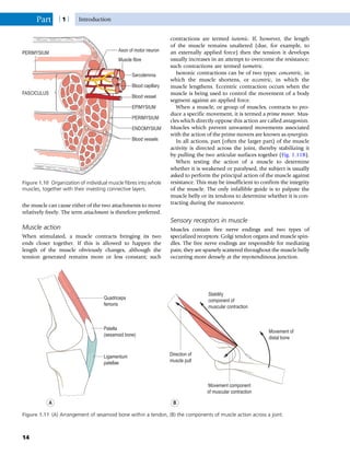 the muscle can cause either of the two attachments to move
relatively freely. The term attachment is therefore preferred.
Muscle action
When stimulated, a muscle contracts bringing its two
ends closer together. If this is allowed to happen the
length of the muscle obviously changes, although the
tension generated remains more or less constant; such
contractions are termed isotonic. If, however, the length
of the muscle remains unaltered (due, for example, to
an externally applied force) then the tension it develops
usually increases in an attempt to overcome the resistance;
such contractions are termed isometric.
Isotonic contractions can be of two types: concentric, in
which the muscle shortens, or eccentric, in which the
muscle lengthens. Eccentric contraction occurs when the
muscle is being used to control the movement of a body
segment against an applied force.
When a muscle, or group of muscles, contracts to pro-
duce a specific movement, it is termed a prime mover. Mus-
cles which directly oppose this action are called antagonists.
Muscles which prevent unwanted movements associated
with the action of the prime movers are known as synergists.
In all actions, part (often the larger part) of the muscle
activity is directed across the joint, thereby stabilizing it
by pulling the two articular surfaces together (Fig. 1.11B).
When testing the action of a muscle to determine
whether it is weakened or paralysed, the subject is usually
asked to perform the principal action of the muscle against
resistance. This may be insufficient to confirm the integrity
of the muscle. The only infallible guide is to palpate the
muscle belly or its tendons to determine whether it is con-
tracting during the manoeuvre.
Sensory receptors in muscle
Muscles contain free nerve endings and two types of
specialized receptors: Golgi tendon organs and muscle spin-
dles. The free nerve endings are responsible for mediating
pain; they are sparsely scattered throughout the muscle belly
occurring more densely at the myotendinous junction.
Axon of motor neuron
Muscle fibre
Sarcolemma
Blood capillary
Blood vessel
EPIMYSIUM
PERIMYSIUM
PERIMYSIUM
ENDOMYSIUM
Blood vessels
FASCICULUS
Figure 1.10 Organization of individual muscle fibres into whole
muscles, together with their investing connective layers.
Quadriceps
femoris
Patella
(sesamoid bone)
Ligamentum
patellae
Stability
component of
muscular contraction
Movement of
distal bone
Direction of
muscle pull
Movement component
of muscular contraction
A B
Figure 1.11 (A) Arrangement of sesamoid bone within a tendon, (B) the components of muscle action across a joint.
Part | 1 | Introduction
14
 