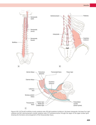 Anatomy_and_Human_Movement.pdf
