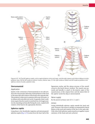 Anatomy_and_Human_Movement.pdf