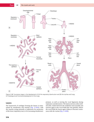 Anatomy_and_Human_Movement.pdf