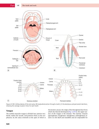 Anatomy_and_Human_Movement.pdf