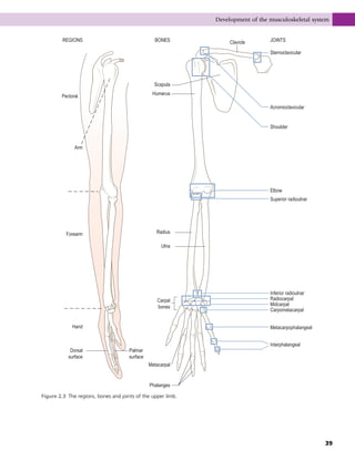 JOINTS
Sternoclavicular
Acromioclavicular
Shoulder
Elbow
Superior radioulnar
Inferior radioulnar
Radiocarpal
Midcarpal
Metacarpophalangeal
Interphalangeal
Carpometacarpal
Clavicle
BONES
Scapula
Humerus
Radius
Ulna
Carpal
bones
Metacarpal
Phalanges
Palmar
surface
Dorsal
surface
Hand
Forearm
Arm
Pectoral
REGIONS
Figure 2.3 The regions, bones and joints of the upper limb.
Development of the musculoskeletal system
39
 