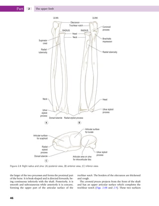 the larger of the two processes and forms the proximal part
of the bone. It is beak-shaped and is directed forwards, be-
ing continuous inferiorly with the shaft. Posteriorly, it is
smooth and subcutaneous while anteriorly it is concave,
forming the upper part of the articular surface of the
trochlear notch. The borders of the olecranon are thickened
and rough.
The coronoid process projects from the front of the shaft
and has an upper articular surface which completes the
trochlear notch (Figs. 2.8B and 2.9). These two surfaces
Articular surface
for lunate
Ulnar styloid
process
Ulnar styloid
process
Head
Articular area on ulna
for intra-articular disc
Dorsal tubercle
Radial
styloid
process
Articular surface
for scaphoid
Dorsal tubercle
Ulnar
styloid
process
Neck
Radial styloid process
Radial tuberosity
Brachialis
impression
Coronoid
process
ULNA
ULNA
Olecranon
Trochlear notch
RADIUS
RADIUS
Head
Neck
Radial
tuberosity
Supinator
crest
A
C
B
Figure 2.8 Right radius and ulna: (A) posterior view, (B) anterior view, (C) inferior view.
Part | 2 | The upper limb
46
 