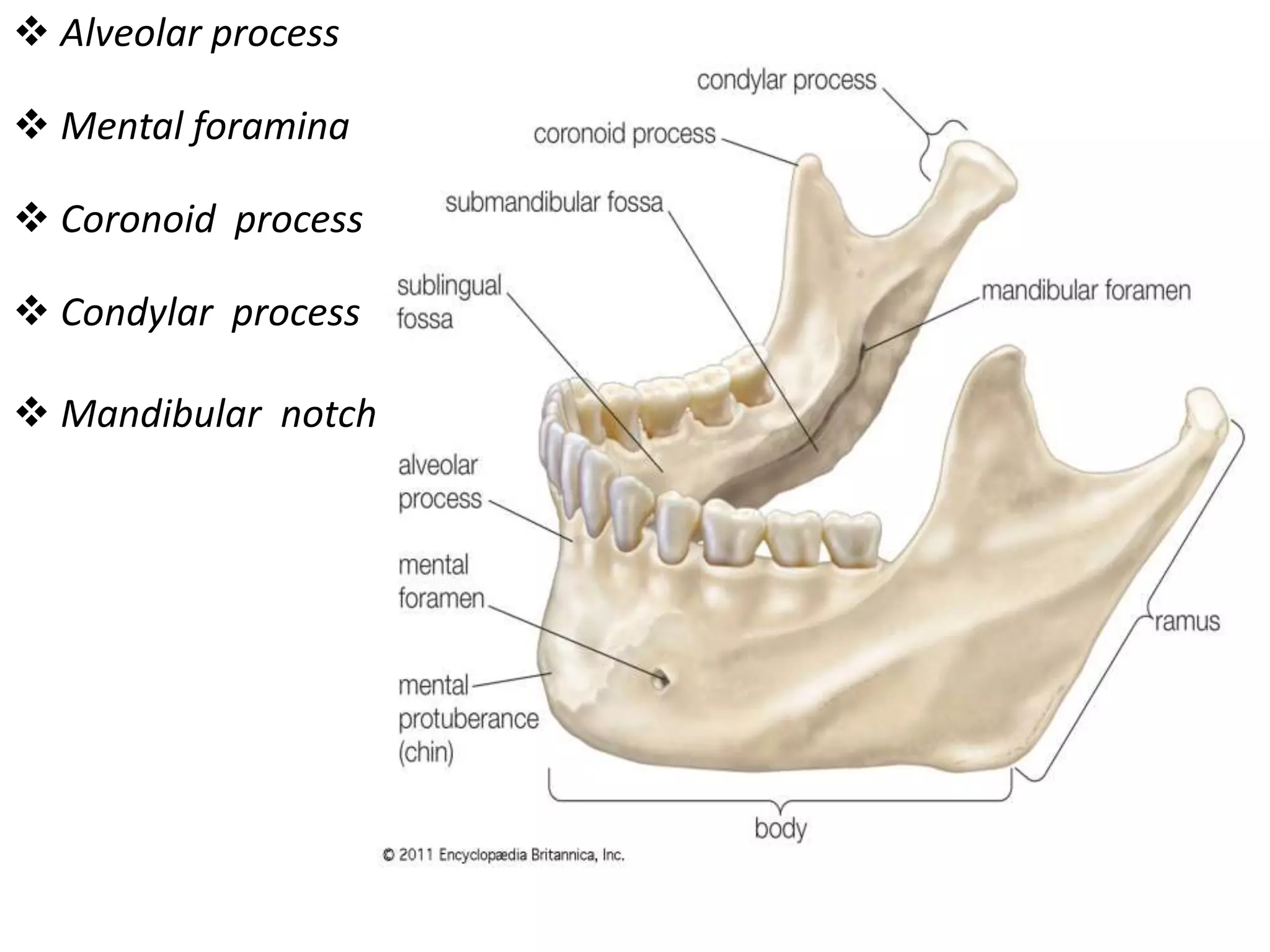  Alveolar process
 Mental foramina
 Coronoid process
 Condylar process
 Mandibular notch
 