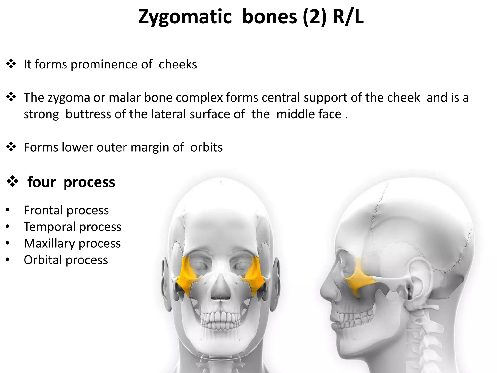 Zygomatic bones (2) R/L
 It forms prominence of cheeks
 The zygoma or malar bone complex forms central support of the cheek and is a
strong buttress of the lateral surface of the middle face .
 Forms lower outer margin of orbits
 four process
• Frontal process
• Temporal process
• Maxillary process
• Orbital process
 