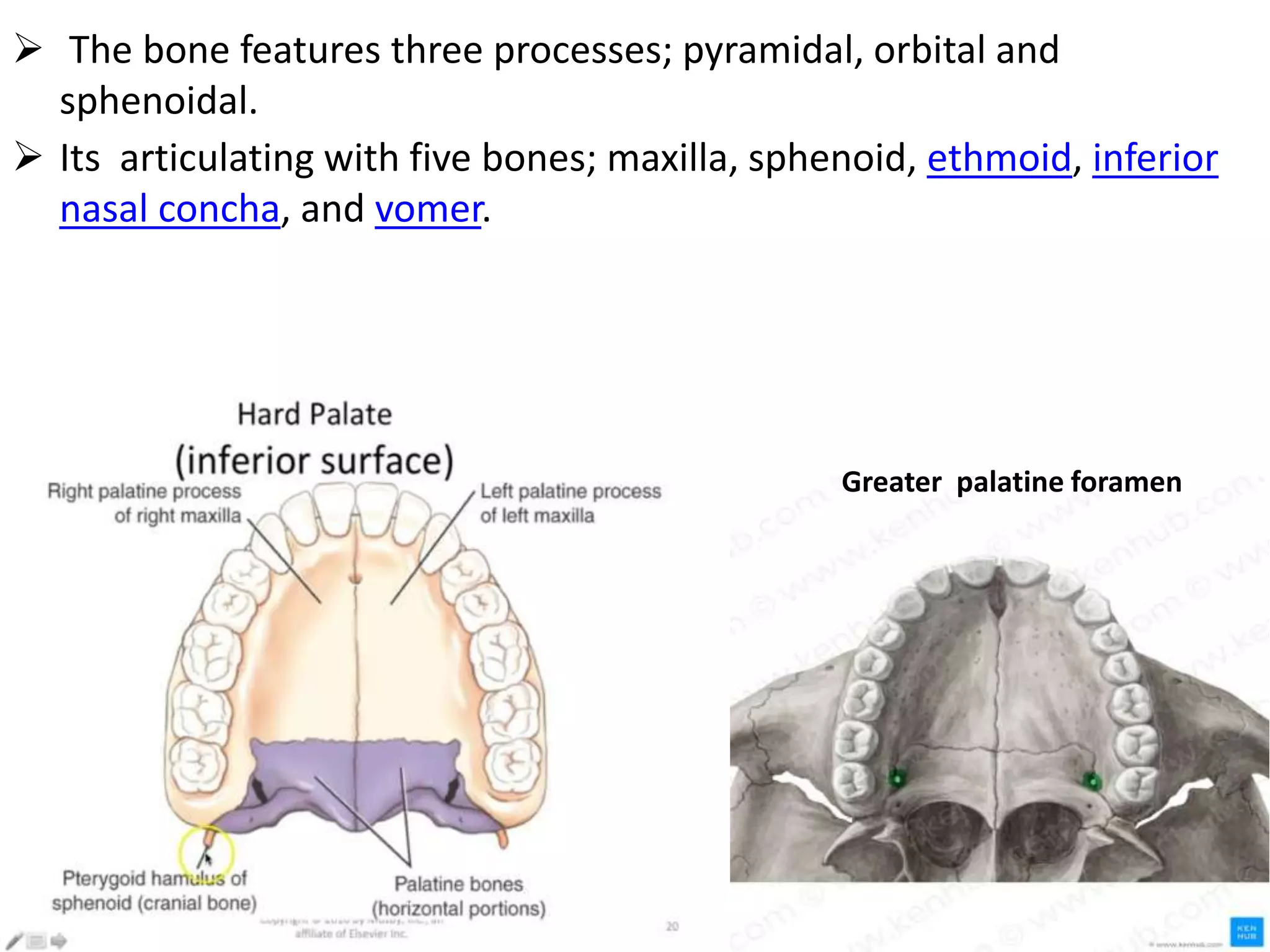  The bone features three processes; pyramidal, orbital and
sphenoidal.
 Its articulating with five bones; maxilla, sphenoid, ethmoid, inferior
nasal concha, and vomer.
Greater palatine foramen
 