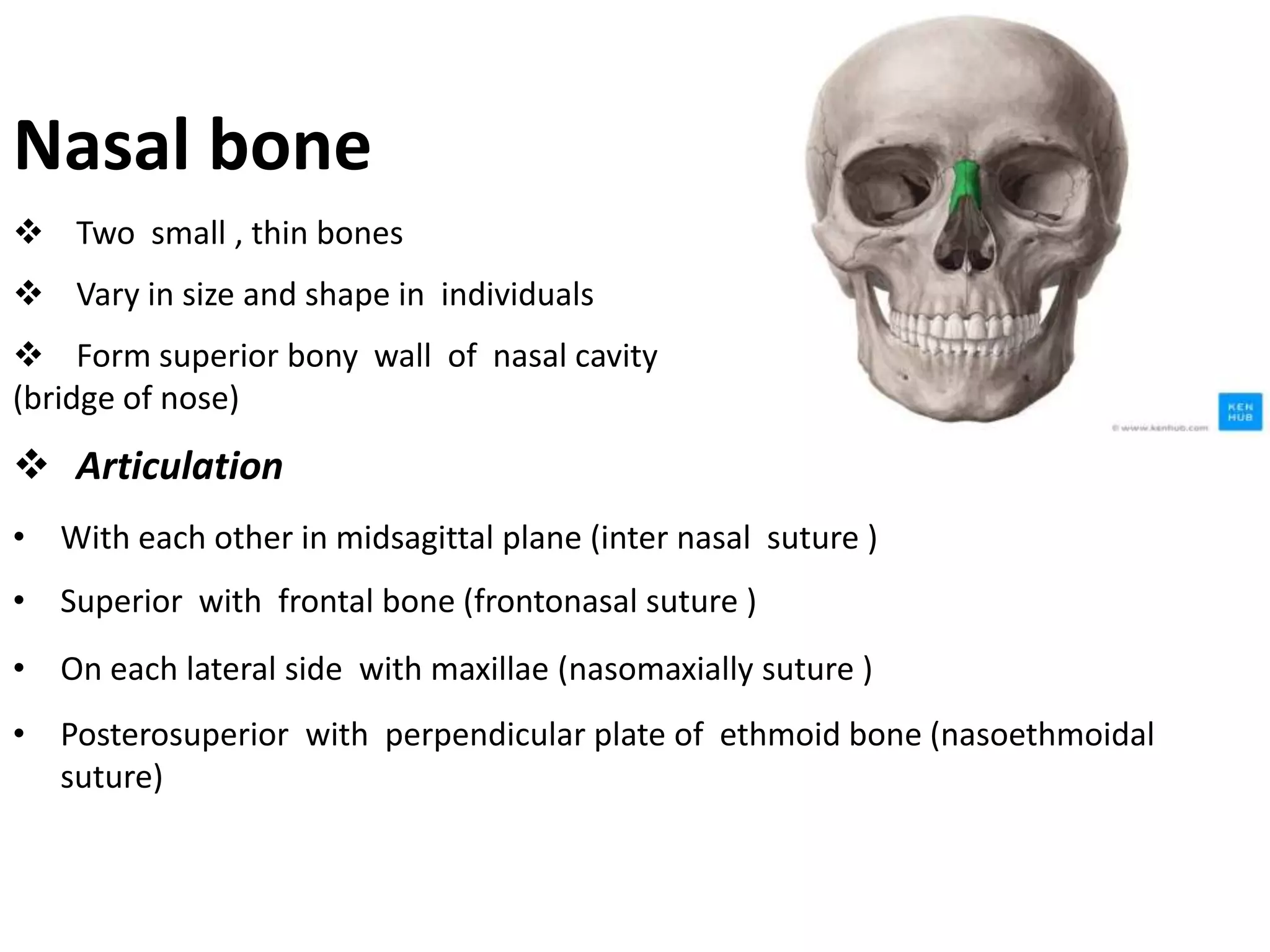 Nasal bone
 Two small , thin bones
 Vary in size and shape in individuals
 Form superior bony wall of nasal cavity
(bridge of nose)
 Articulation
• With each other in midsagittal plane (inter nasal suture )
• Superior with frontal bone (frontonasal suture )
• On each lateral side with maxillae (nasomaxially suture )
• Posterosuperior with perpendicular plate of ethmoid bone (nasoethmoidal
suture)
 