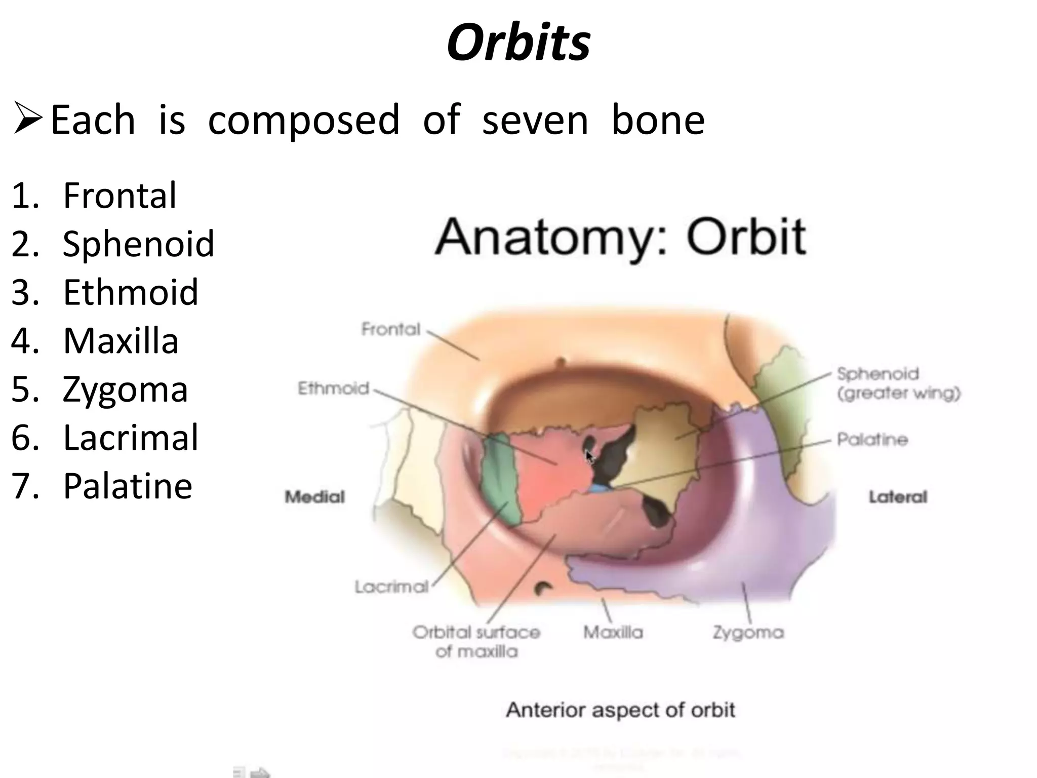Orbits
Each is composed of seven bone
1. Frontal
2. Sphenoid
3. Ethmoid
4. Maxilla
5. Zygoma
6. Lacrimal
7. Palatine
 