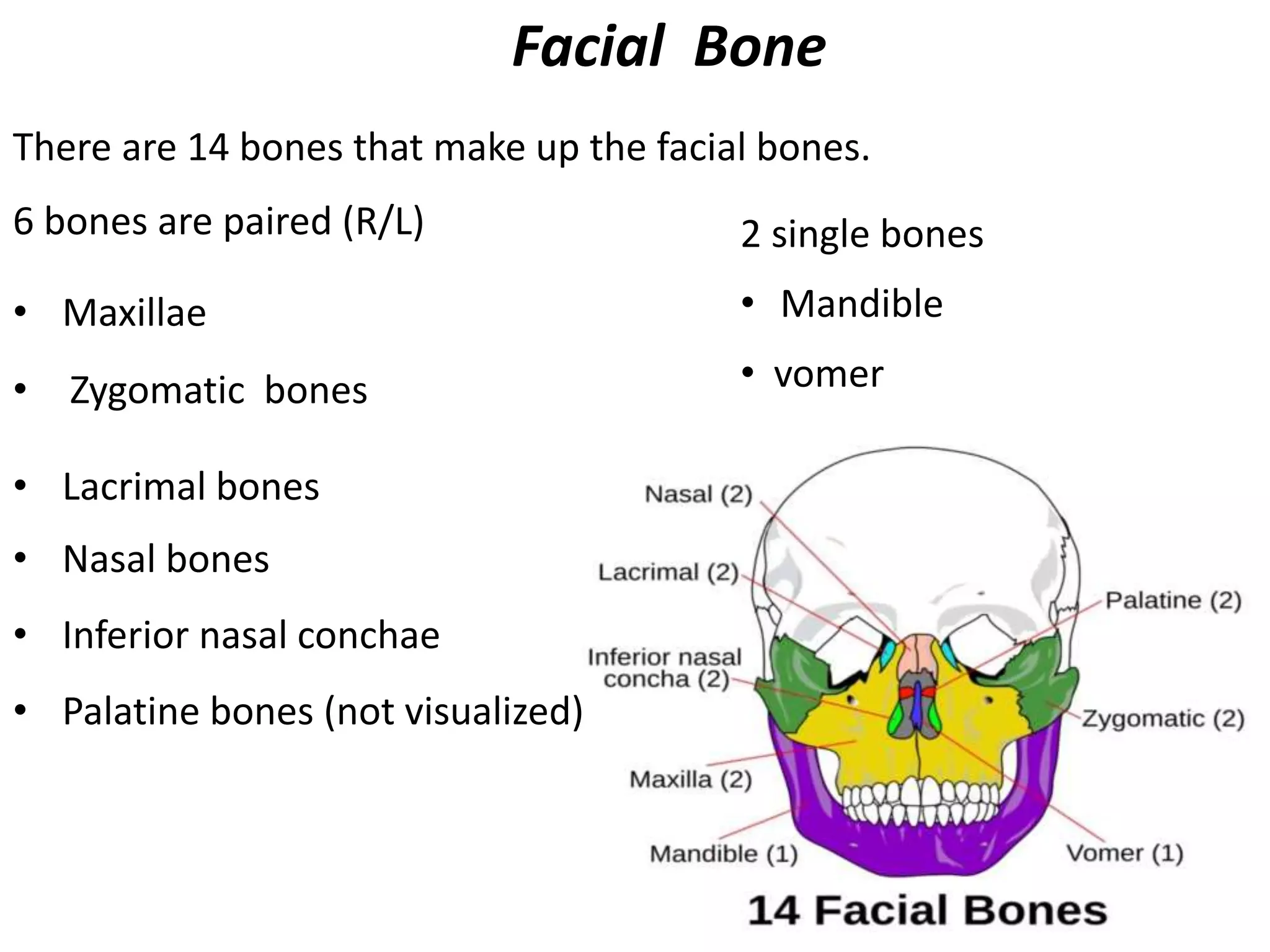 Facial Bone
There are 14 bones that make up the facial bones.
6 bones are paired (R/L)
• Maxillae
• Zygomatic bones
• Lacrimal bones
• Nasal bones
• Inferior nasal conchae
• Palatine bones (not visualized)
2 single bones
• Mandible
• vomer
 