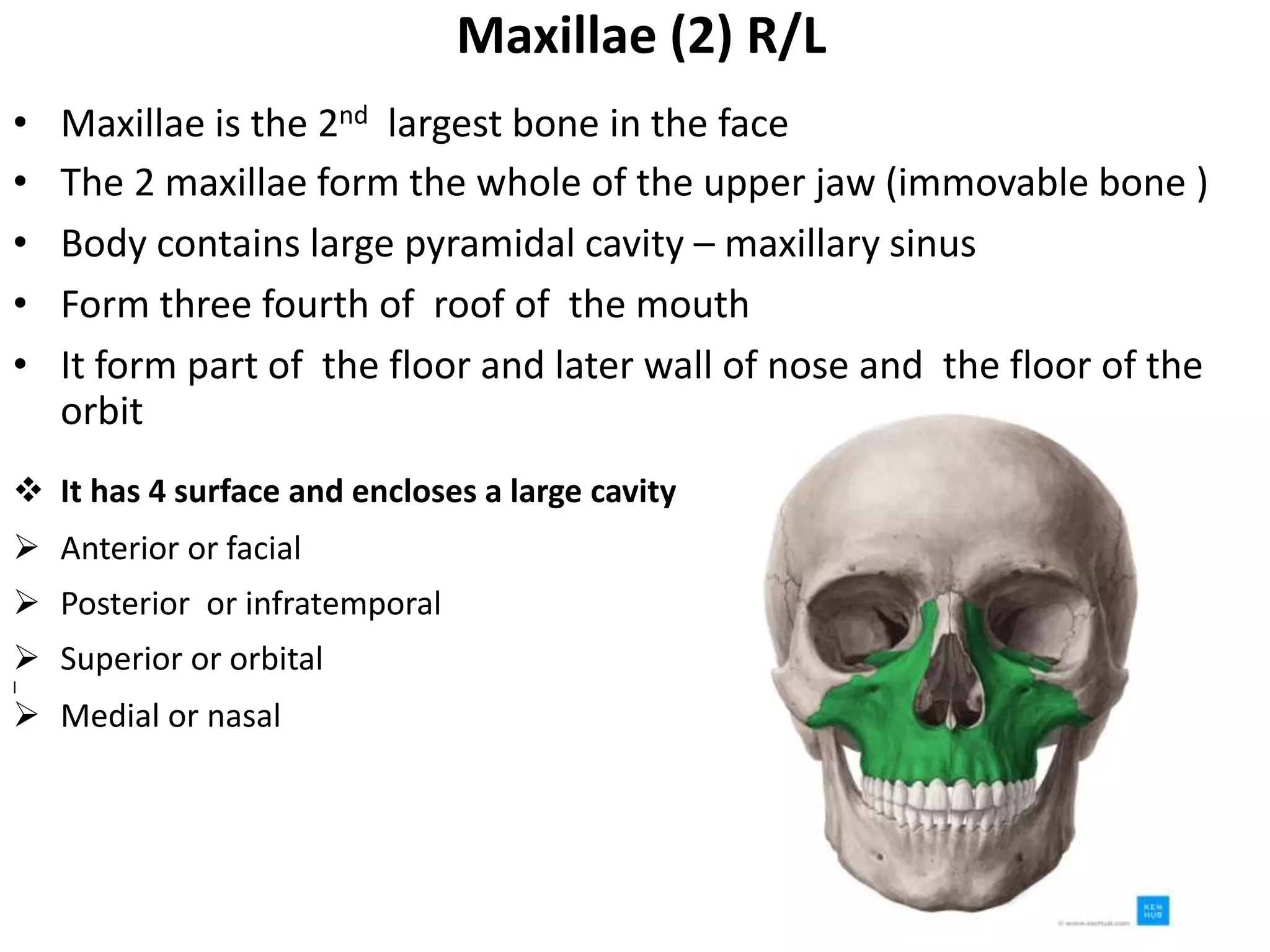 Maxillae (2) R/L
• Maxillae is the 2nd largest bone in the face
• The 2 maxillae form the whole of the upper jaw (immovable bone )
• Body contains large pyramidal cavity – maxillary sinus
• Form three fourth of roof of the mouth
• It form part of the floor and later wall of nose and the floor of the
orbit
 It has 4 surface and encloses a large cavity
 Anterior or facial
 Posterior or infratemporal
 Superior or orbital
l
 Medial or nasal
 