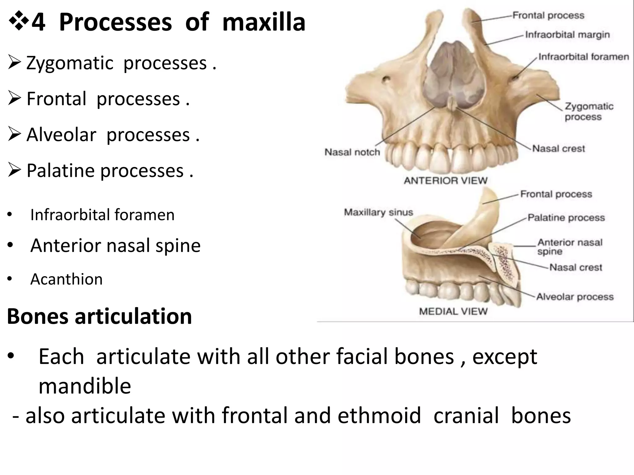 4 Processes of maxilla
Zygomatic processes .
Frontal processes .
Alveolar processes .
Palatine processes .
• Infraorbital foramen
• Anterior nasal spine
• Acanthion
Bones articulation
• Each articulate with all other facial bones , except
mandible
- also articulate with frontal and ethmoid cranial bones
 