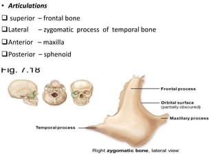 Anatomy and image interpretation of facial bone | PPTX