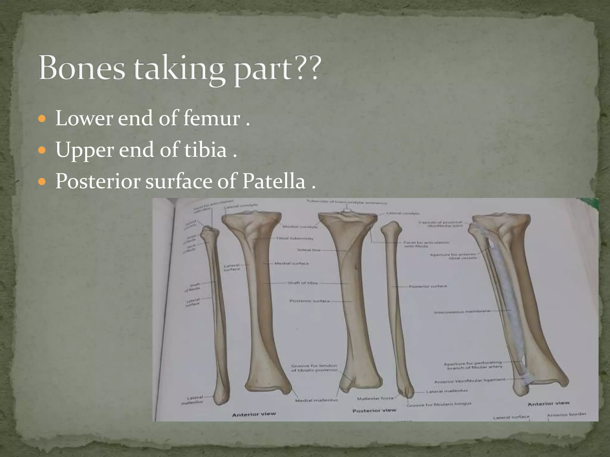 Patella Infera Anatomy and imaging of knee joint | PPTX