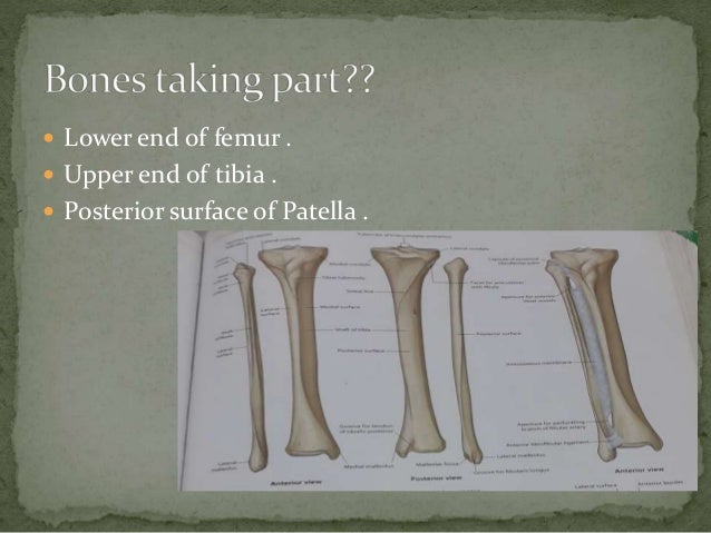 Anatomy and imaging of knee joint