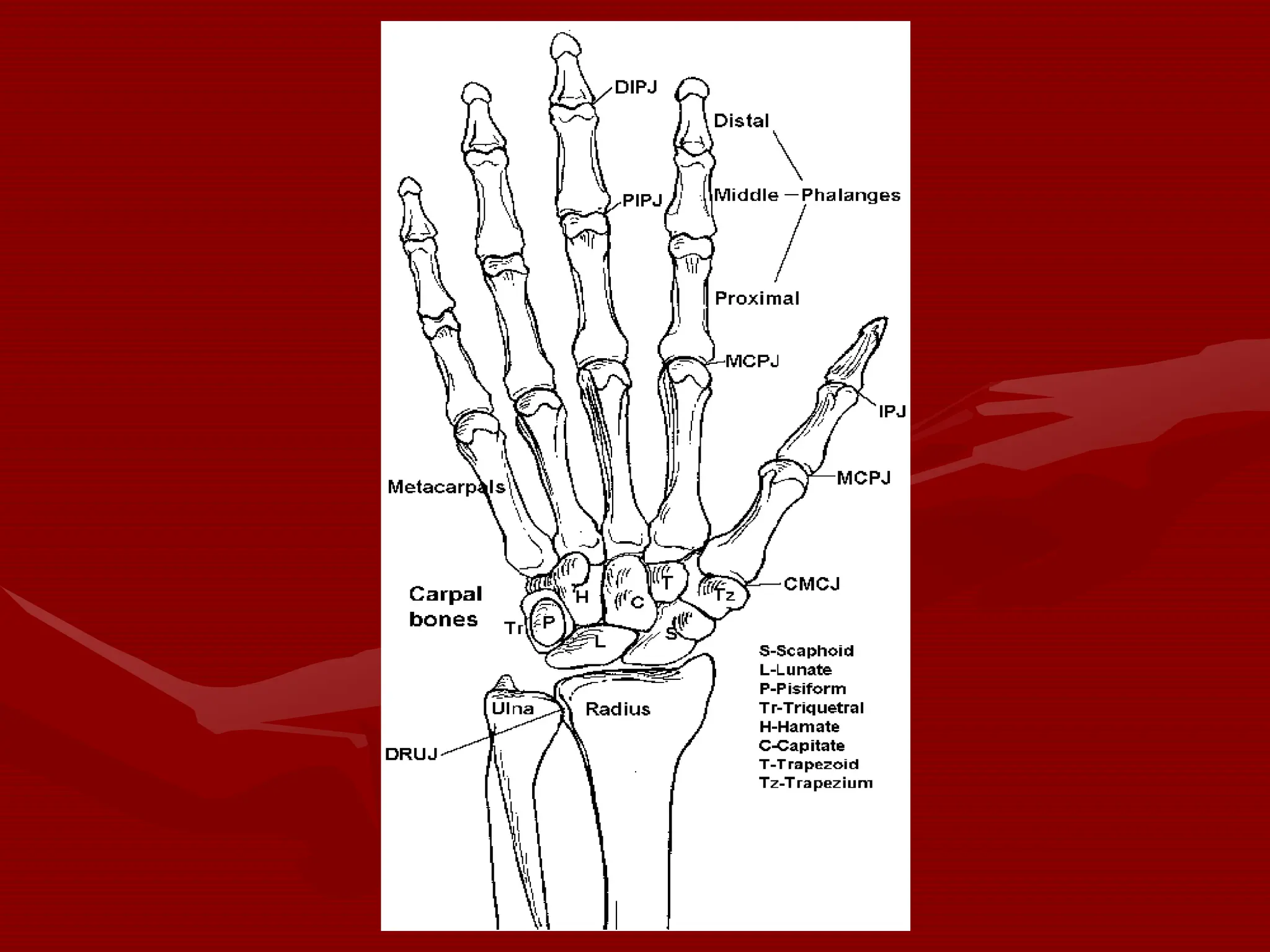 Anatomy and Injuries to the Wrist and Hand.ppt