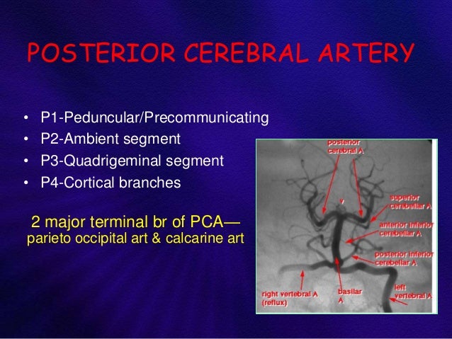 Anatomy and intervention in cerebral vasculature