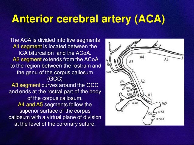 Anatomy and intervention in cerebral vasculature