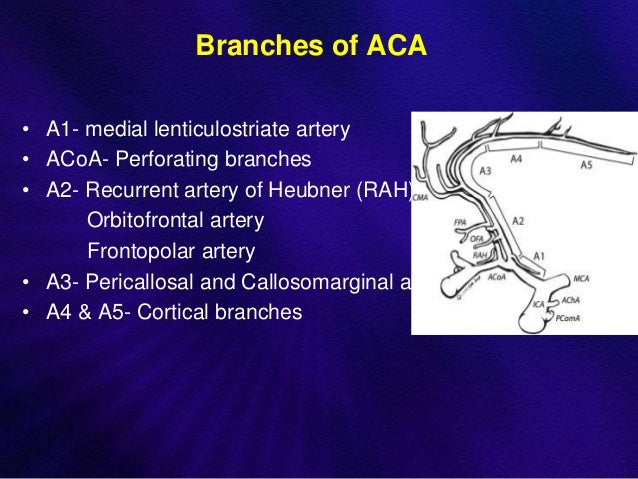 Anatomy and intervention in cerebral vasculature
