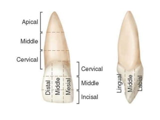 Anatomy and morphology of teeth | PPTX