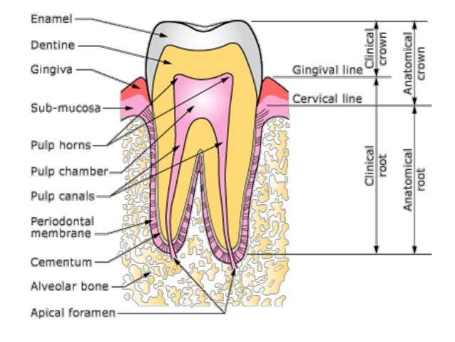 Cervical Portion Of Tooth Cervical Area Of Tooth VFVZFB Cervical Portion Of Tooth Cervical Area Of Tooth VFVZFB