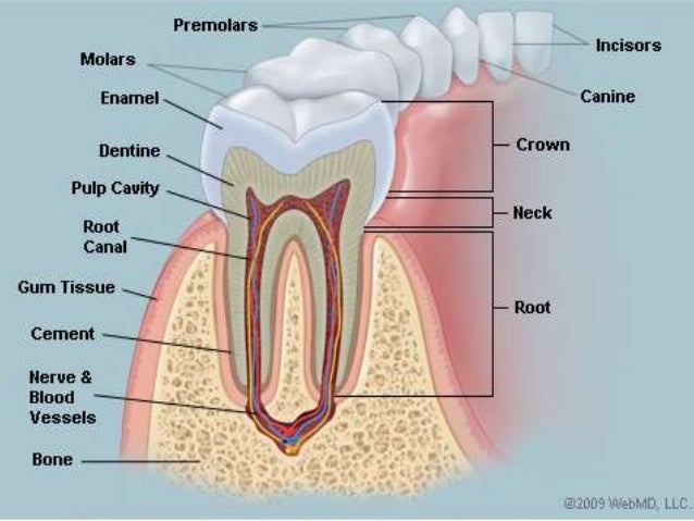 anatomy and morphology of teeth tooth morphology