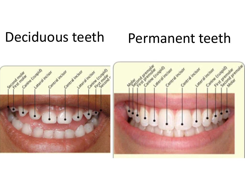 Anatomy and morphology of teeth