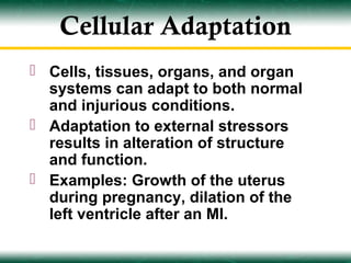 Tissue Adaptations Anatomy and physiology | PPT