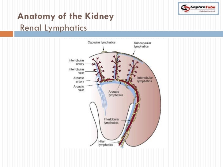 Anatomy and physiology