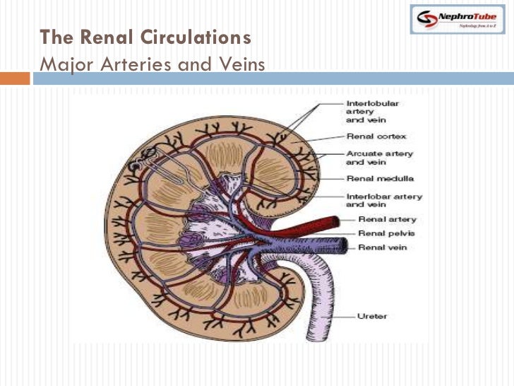 Anatomy and physiology