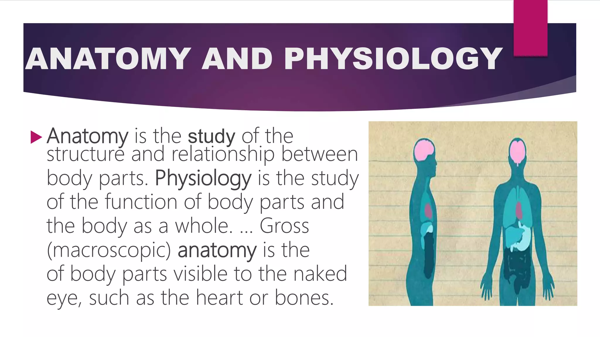 ANATOMY AND PHYSIOLOGY :- AUTONOMIC NERVOUS SYSTEM | PPTX