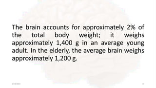 The brain accounts for approximately 2% of
the total body weight; it weighs
approximately 1,400 g in an average young
adult. In the elderly, the average brain weighs
approximately 1,200 g.
2/13/2023 10
 
