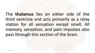 The thalamus lies on either side of the
third ventricle and acts primarily as a relay
station for all sensation except smell. All
memory, sensation, and pain impulses also
pass through this section of the brain.
2/13/2023 14
 