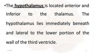 •The hypothalamus is located anterior and
Inferior to the thalamus. The
hypothalamus lies immediately beneath
and lateral to the lower portion of the
wall of the third ventricle.
2/13/2023 15
 