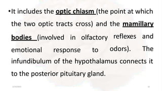 •It includes the optic chiasm (the point at which
the two optic tracts cross) and the mamillary
2/13/2023 16
emotional response
bodies (involved in olfactory
to
reflexes and
odors). The
infundibulum of the hypothalamus connects it
to the posterior pituitary gland.
 