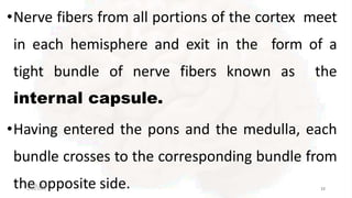 •Nerve fibers from all portions of the cortex meet
in each hemisphere and exit in the form of a
tight bundle of nerve fibers known as the
internal capsule.
•Having entered the pons and the medulla, each
bundle crosses to the corresponding bundle from
th0
e
1-09-2
o
020pposite side. 37
2/13/2023 23
 