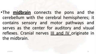 •The midbrain connects the pons and the
cerebellum with the cerebral hemispheres; it
contains sensory and motor pathways and
serves as the center for auditory and visual
reflexes. Cranial nerves III and IV originate in
the midbrain.
2/13/2023 26
 