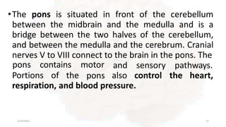 •The pons is situated in front of the cerebellum
between the midbrain and the medulla and is a
bridge between the two halves of the cerebellum,
and between the medulla and the cerebrum. Cranial
nerves V to VIII connect to the brain in the pons. The
2/13/2023 27
Portions of the
pons contains motor
pons
and sensory pathways.
also control the heart,
respiration, and blood pressure.
 